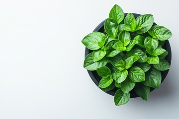 Lush Green Herb Plant in Black Pot Overhead View Fresh Foliage
