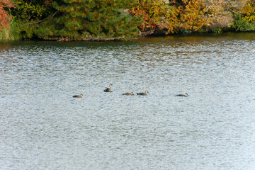 湖を泳ぐカルガモの群れと秋の風景