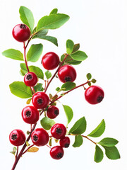  a fresh cranberry branch on a rich blue background. The berries have a bright, saturated red color with a natural shine,  juiciness and freshness. The leaves on the branch look crispy and natural