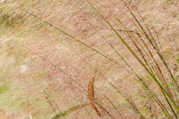 繊細に揺れるムーレンベルギア・カピラリスの穂