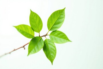 Fototapeta premium Delicate branch with leaves isolated on white background, twig, closeup