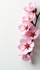 Delicate cherry blossoms against a plain white surface, foliage, single element