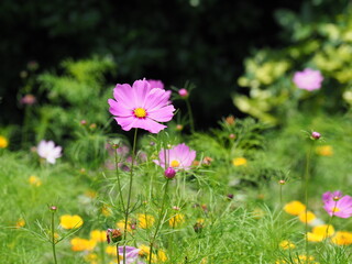 コスモス