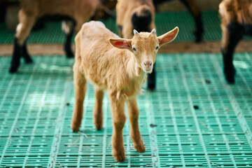 Young Goat Standing on a Green Farm Grate