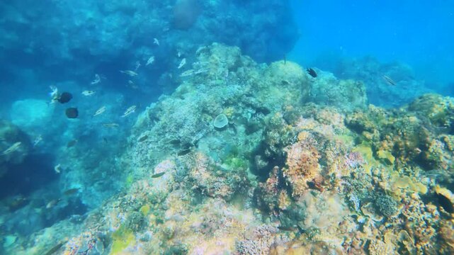 beautiful top to bottom look down view into underwater with Lutjanus kasmira scissortail sergeant cleaner wrasse with various soft and hard coral with sparkling particle reflection from sunlight