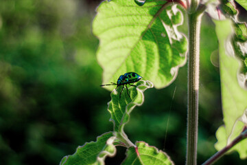 Green beetle on green leaves