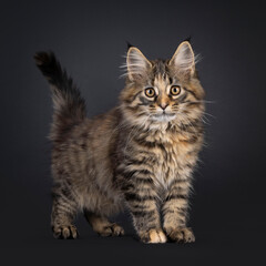 Impressive black tabby tortie Maine Coon cat kitten, standing side ways. Looking curious towards...