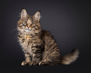 Impressive black tabby tortie Maine Coon cat kitten, sittin up side ways. Looking curious towards camera. Isolated on a black background.