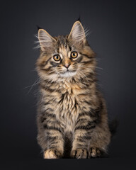 Obraz premium Impressive black tabby tortie Maine Coon cat kitten, sitting up facing front. Looking curious towards camera with cute head tilt. Isolated on a black background.