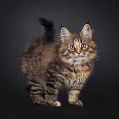 Impressive black tabby tortie Maine Coon cat kitten, standing side ways. Looking curious towards camera. Isolated on a black background.