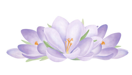 Obraz premium Purple crocuses floral arrangement. Watercolor composition of saffron with green leaves isolated on white. Floral graphic element for wedding, greeting card design and print