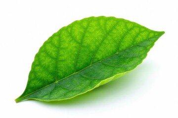Green leaf isolated on white background with subtle texture, foliage, flower