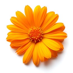 Orange Flower Closeup