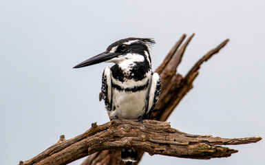 Pied kingfisher (Cerye rudis), at Manyane Dam.