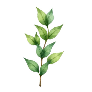 Watercolor leaves artwork botanical illustration nature artistic environment close-up view serenity concept