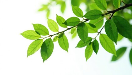 Fototapeta premium Leaves and stems of a tree isolated on white background, tree, botanical