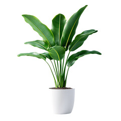 A potted plant with large green leaves and yellow veins is shown against a white background.