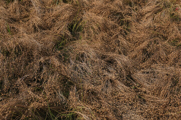 Seed capsules in a field. Agriculture field with linseed, flax, capsules contain linseed. Growing golden linseed. Shallow depth of field. Focus on center