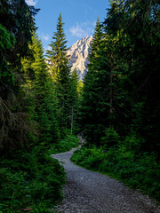 Sendero en el bosque alpino con vista a la montaña iluminada por el sol en los Dolomitas en Italia