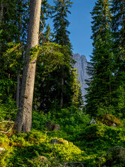 Bosque alpino con árboles altos y montaña al fondo