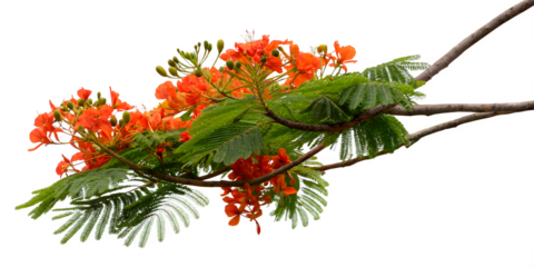 A branch with bright orange flowers and openwork leaves
