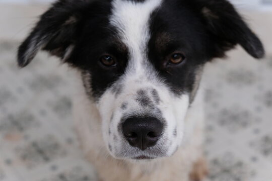 Oreo Dogs#4