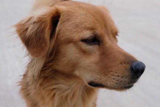 Brown Dogs#4