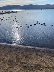 swans on the lake