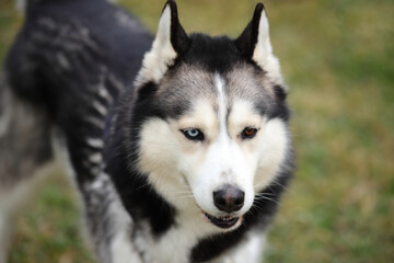 Husky portrait, dog pet face, outdoor