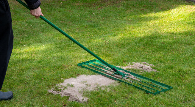 Man uses a lawn rake to put a layer of sand on the lawn. The so called topdressing levels out uneven parts and helps to ventilate the lawn.