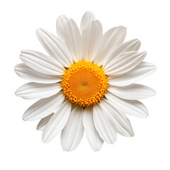 A close-up of a white daisy with a vibrant yellow center against a solid white background.