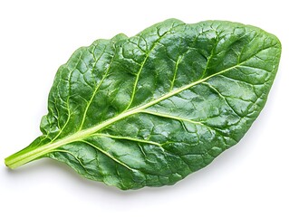 Obraz premium Single vibrant green spinach leaf isolated on white background.