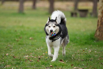 Husky dog is playing with a ball toy outdoor, happt pet