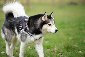 Husky dog staying, alert position