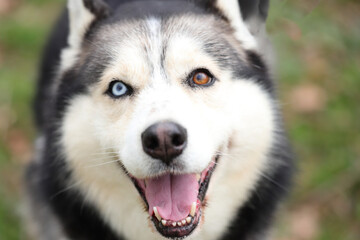 Husky portrait, dog pet face, outdoor
