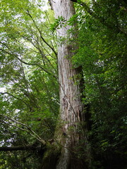 屋久杉