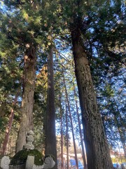 trees in the park