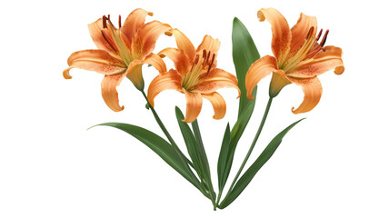 Fototapeta premium tiger lily