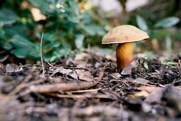 Big mushroom grows in the forest among dry leaves
