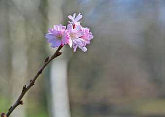 Obraz premium Primavera a Basiglio, gemme, fiori, piante lungo la Roggia Speziana