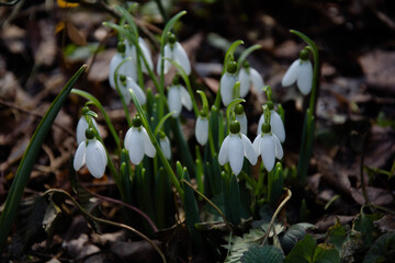 snowdrops in spring  garden