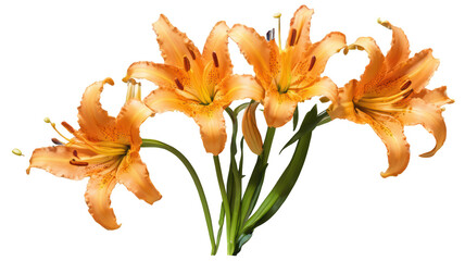 tiger lily