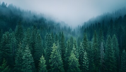 Rainy Forest Gradient. Moody misty gray, deep green & soft teal blend. Serene, atmospheric texture. Calming background.

