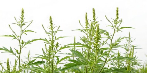 Fototapeta premium Ragweed Field, White Background, Autumn, Nature Photography, Wildflower, Allergy Season, Botanical, Plant, Weed, Closeup, Macro, White Background Photography, Landscape, High Resolution