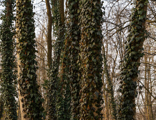 Tree trunks covered with dense ivy in a leafless forest. Contrast between evergreen climbing plants and bare branches in a quiet woodland scene © Maciej Bonk