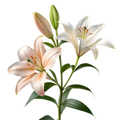 Fototapeta premium bouquet of lilies