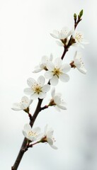 Twig with small white flowers on white background, spring, trees, nature