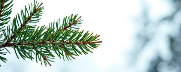 Obraz premium Spruce branch with needles isolated against white, tree branches, forest, winter