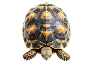 Obraz premium Cute small baby African Sulcata Tortoise in front of white PNG background, African spurred tortoise isolated white background