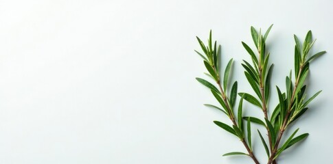 Fototapeta premium Sprigs of rosemary against a clean white backdrop, greenery, ornamental